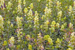Yellow Rattle [Rhinanthus minor]