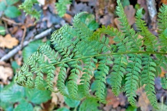 Soft-Shield Fern [Polystichum setiferum]