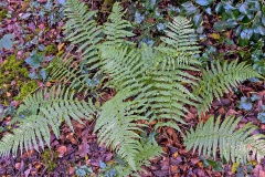 Scaly Male Fern [Dryopteris affinis]