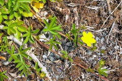 Creeping Cinquefoil [Potentilla reptans]