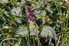 Hedge Woundwort [Stachys sylvatica]