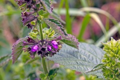 Black Horehound [Ballota nigra]
