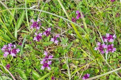 Wild Thyme [Thymus serpyllum]