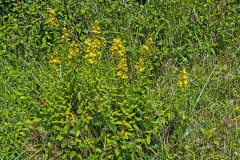 Hairy St John's-wort [Hypericum hirsutum]