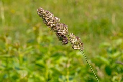 Cock's-foot [Dactylis glomerata]