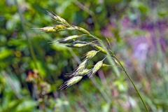 Soft Brome [Bromus hordeaceus]