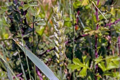Common Wheat [Triticum aestivum]