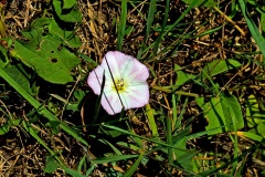 Field Bindweed [Convolvulus arvensis]