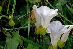 Hedge Bindweed [Calystegia sepium]