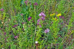 Wild Marjoram [Origanum vulgare]