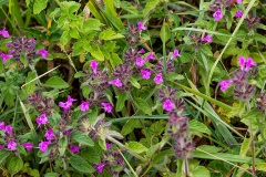Wild Basil [Clinopodium vulgare]