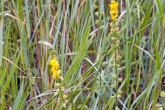 Common Agrimony [Agrimonia eupatoria]
