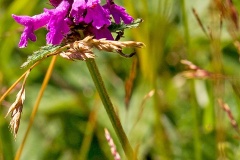 Betony [Betonica officinalis]