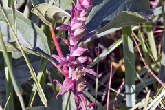 Red Bartsia [Odontites vernus]