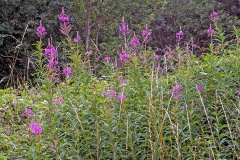 Rosebay Willowherb [Chamaenerion angustifolium]
