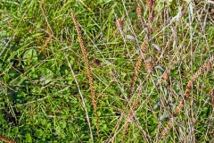 Broadleaf Plantain [Plantago major]