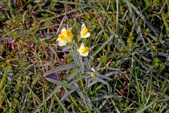 Common Toadflax [Linaria vulgaris]