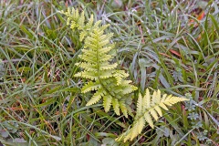 wood fern [Dryopteris sp.]