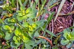 Sun Spurge [Euphorbia helioscopia]