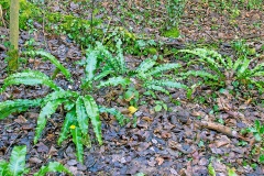 Hart's-tongue Fern [Asplenium scolopendrium]