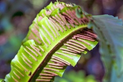 Hart's-tongue Fern [Asplenium scolopendrium]