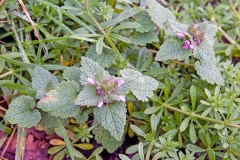 Red Dead-nettle [Lamium purpureum]