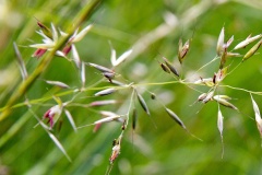 False Oat Grass [Arrhenatherum elatius]