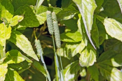 Timothy grass [Phleum pratense]