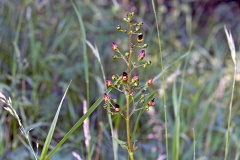 Woodland Figwort [Scrophularia nodosa]