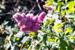 Rose Spirea [Spiraea douglasii]
