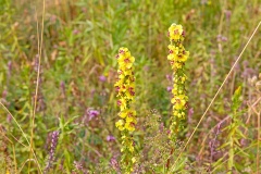 Dark Mullein [Verbascum nigrum]