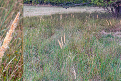 Wood Small-reed [Calamagrostis epigejos]