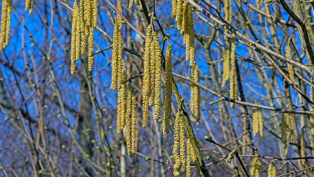 Hazel catkins in spring sunshine