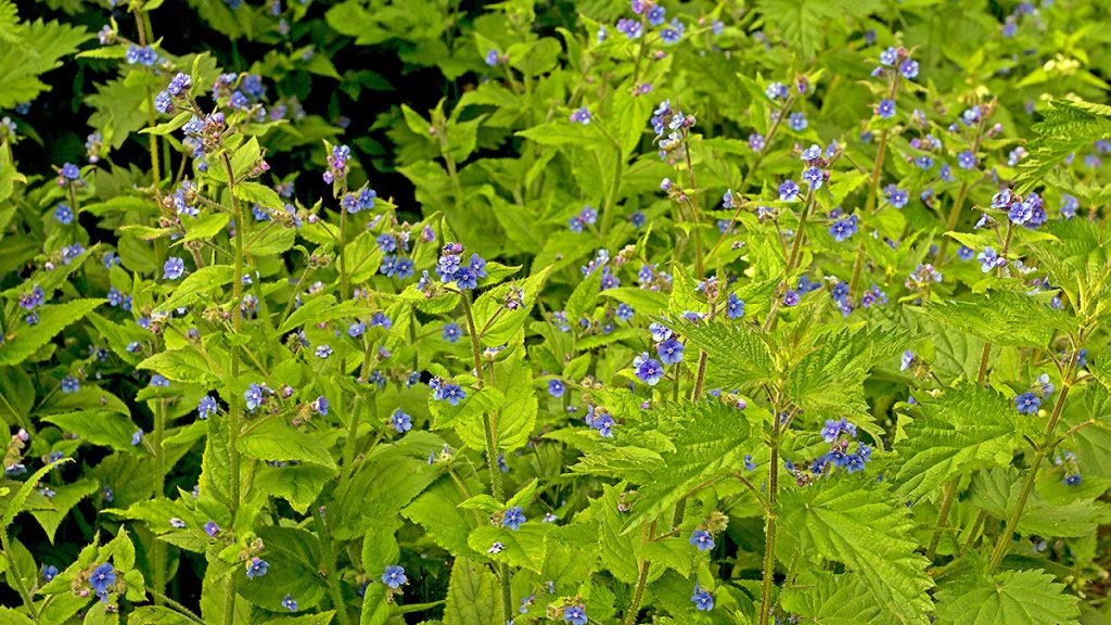 Green Alkanet flowers