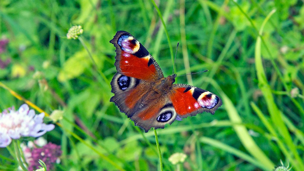 Peacock Butterfly on Banstead Downs