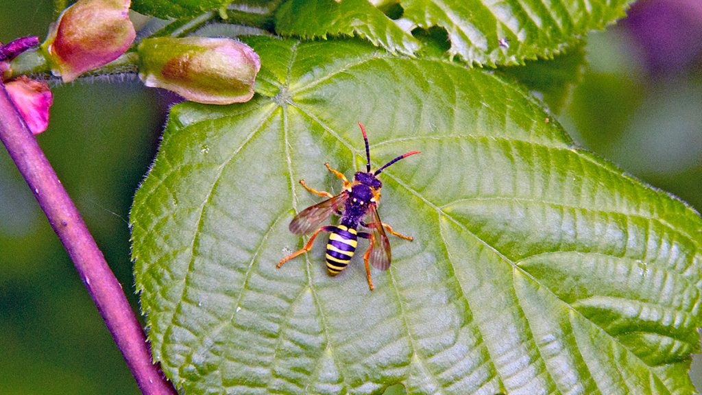 Gooden's Nomad Bee resting on a Common Lime leaf