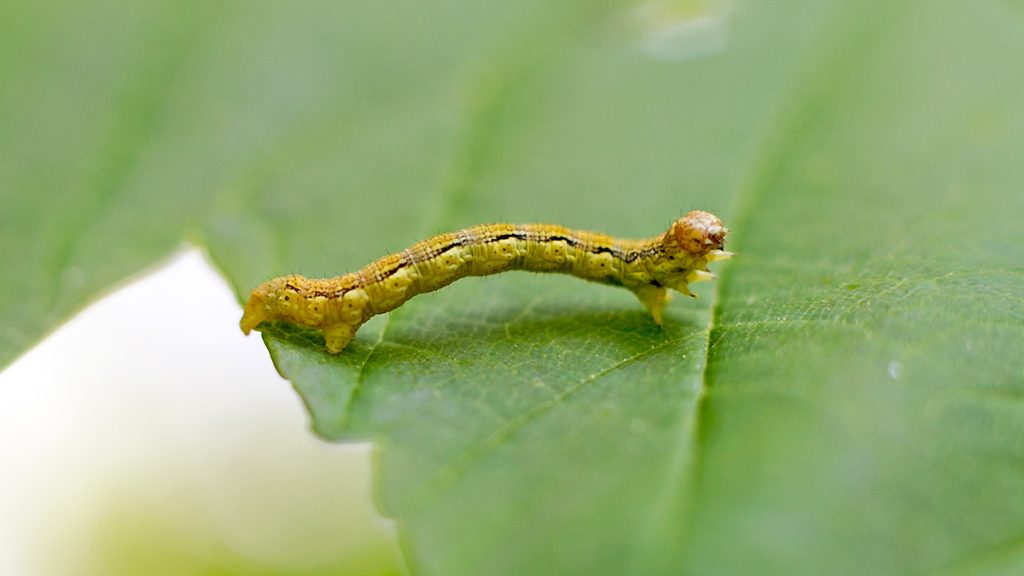 Mottled Umber moth caterpillar on a sycamore leaf