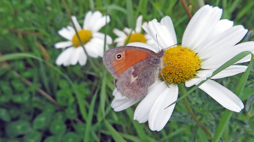 Small Heath butterfly on Ox-eye Daisy
