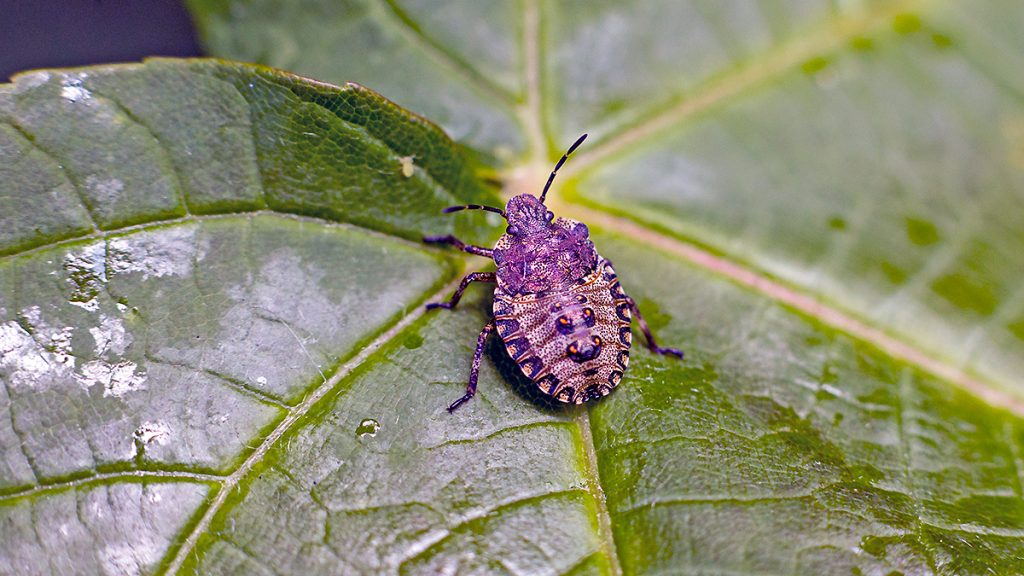 Forest Bug mid-instar nymph