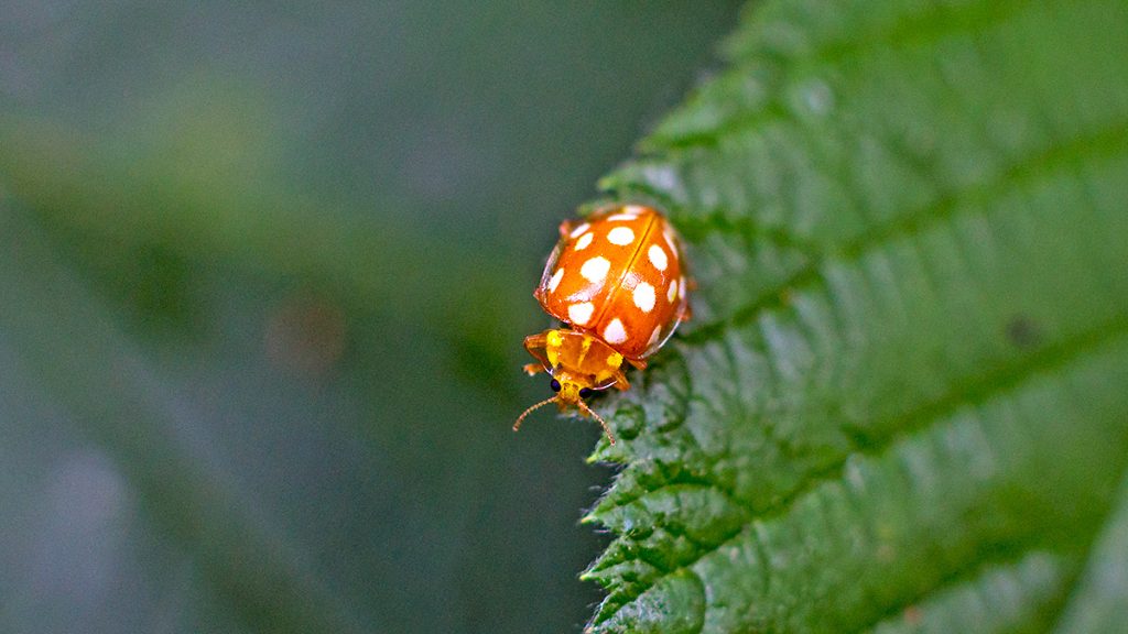 Orange Ladybird on a bramble leaf