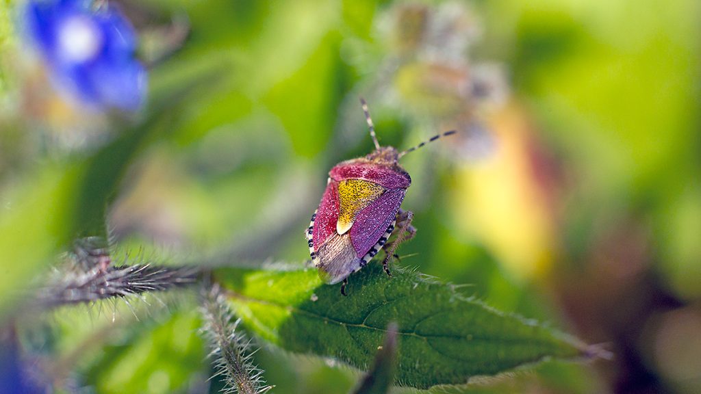Hairy Shieldbug