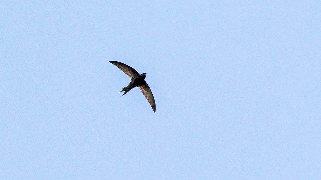 Common Swift