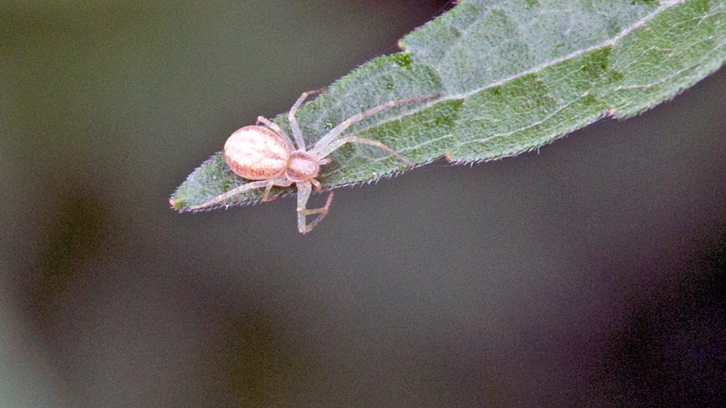 Running Crab Spider on a Hemp-agrimony leaf