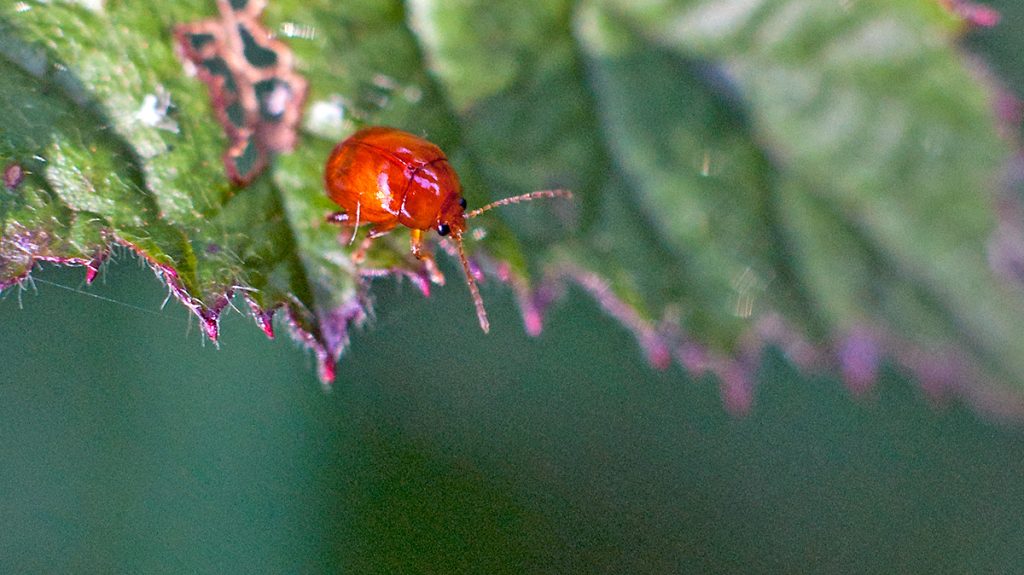 tiny Artichoke Beetle on a bramble leaf