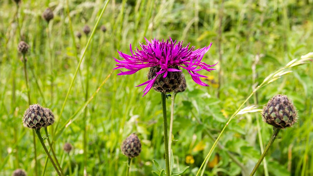 Greater Knapweed on Banstead Downs