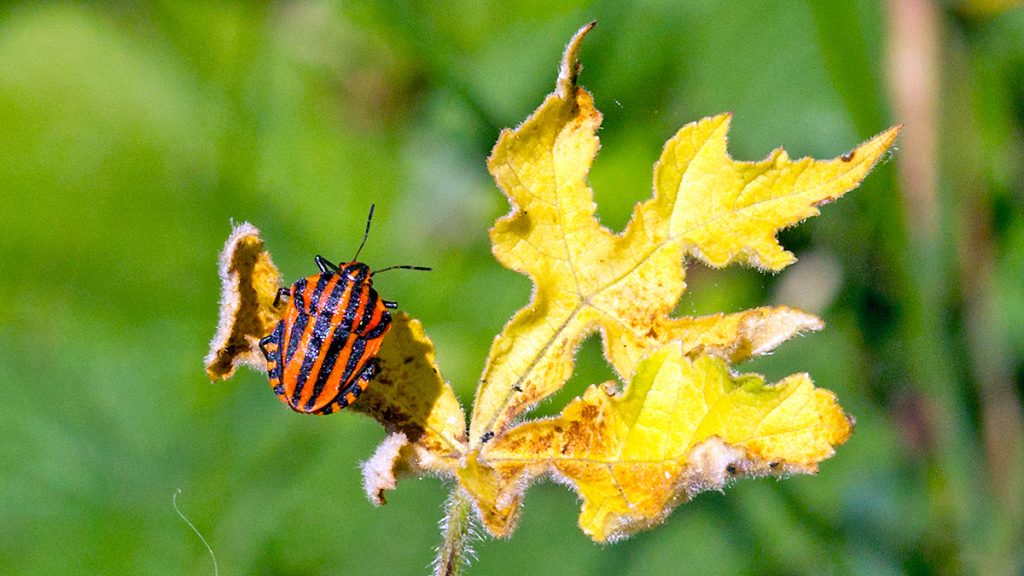Striped Shieldbug on shrivelled Hogweed leaf