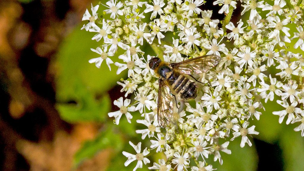 Downland Bee-fly on Hogweed