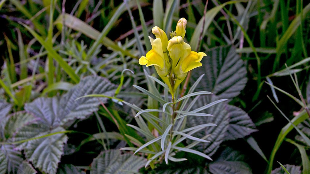 Common Toadflax on Banstead Downs