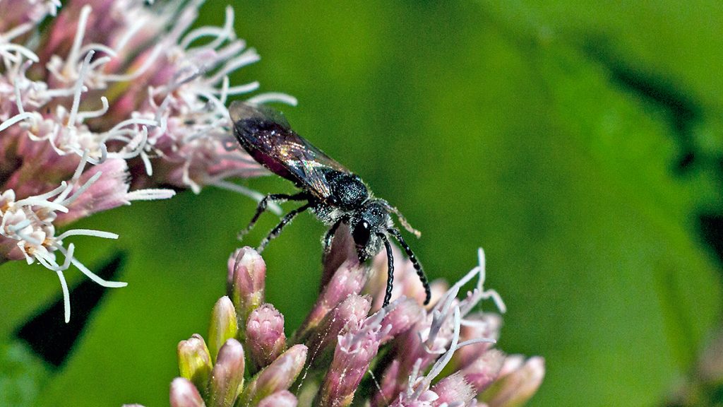 Box-headed Blood Bee on Hemp-agrimony flower