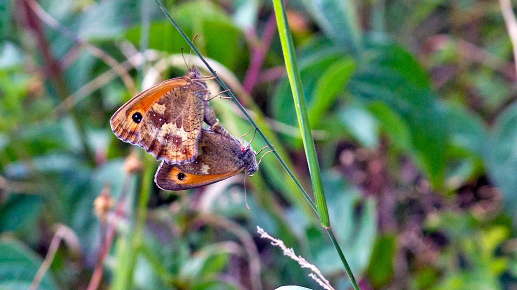 mating pair of Gatekeeper butterflies